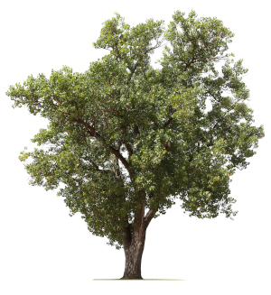 Eastern Cottonwood Tree